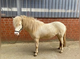 Caballos islandeses, Yegua, 11 años, 138 cm, Perlino
