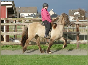 Caballos islandeses, Yegua, 11 años, 140 cm, Bayo