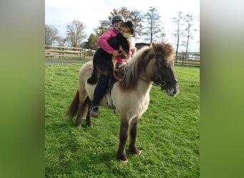 Caballos islandeses, Yegua, 11 años, 140 cm, Bayo