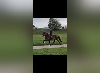 Caballos islandeses, Yegua, 11 años, 140 cm, Buckskin/Bayo