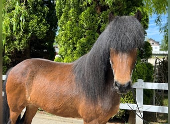 Caballos islandeses, Yegua, 11 años, 140 cm, Castaño