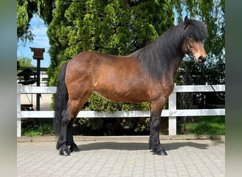 Caballos islandeses, Yegua, 11 años, 140 cm, Castaño