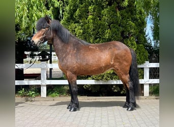 Caballos islandeses, Yegua, 11 años, 140 cm, Castaño