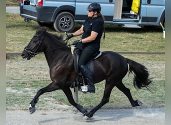 Caballos islandeses, Yegua, 11 años, 140 cm, Negro