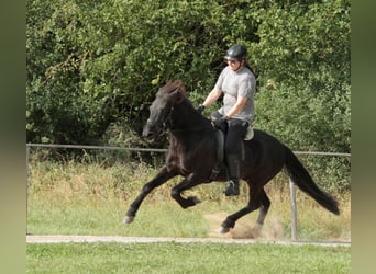 Caballos islandeses, Yegua, 11 años, 140 cm, Negro