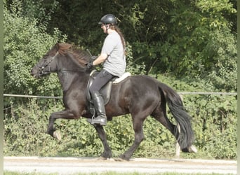 Caballos islandeses, Yegua, 11 años, 140 cm, Negro