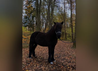 Caballos islandeses, Yegua, 11 años, 140 cm, Negro