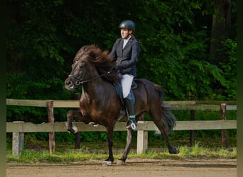 Caballos islandeses, Yegua, 11 años, 140 cm, Negro