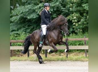 Caballos islandeses, Yegua, 11 años, 140 cm, Negro