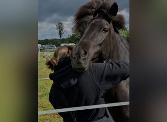 Caballos islandeses, Yegua, 11 años, 140 cm, Negro