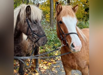 Caballos islandeses, Yegua, 11 años, 140 cm, Red Dun/Cervuno