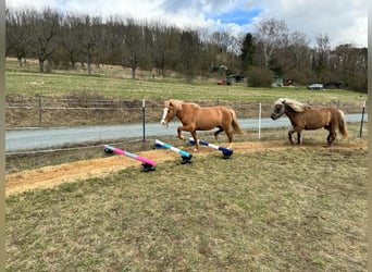 Caballos islandeses, Yegua, 11 años, 140 cm, Red Dun/Cervuno