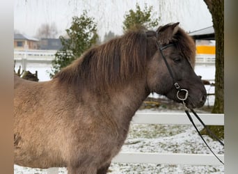 Caballos islandeses, Yegua, 11 años, 141 cm, Bayo