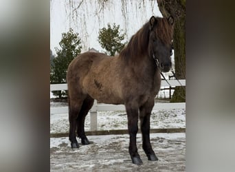 Caballos islandeses, Yegua, 11 años, 141 cm, Bayo