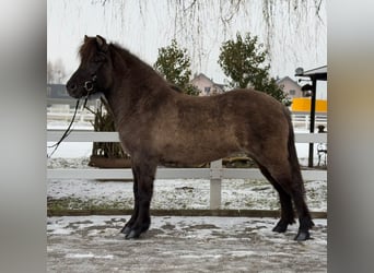 Caballos islandeses, Yegua, 11 años, 141 cm, Bayo