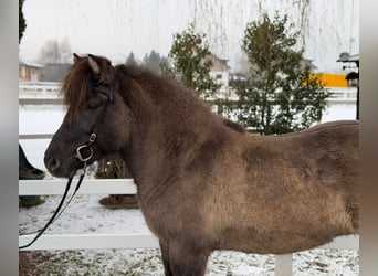 Caballos islandeses, Yegua, 11 años, 141 cm, Bayo