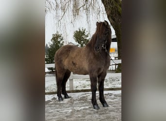 Caballos islandeses, Yegua, 11 años, 141 cm, Bayo