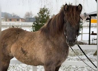 Caballos islandeses, Yegua, 11 años, 141 cm, Bayo