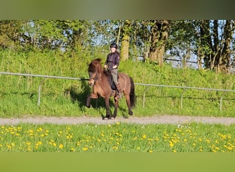 Caballos islandeses, Yegua, 11 años, 141 cm, Castaño oscuro