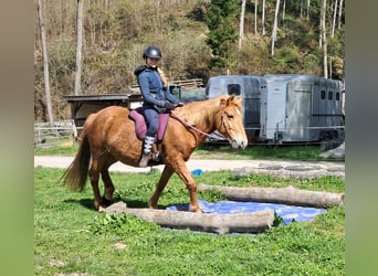 Caballos islandeses Mestizo, Yegua, 11 años, 142 cm, Alazán