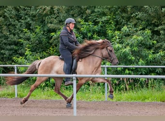 Caballos islandeses, Yegua, 11 años, 142 cm, Bayo