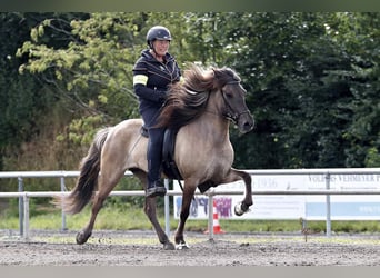 Caballos islandeses, Yegua, 11 años, 142 cm, Bayo