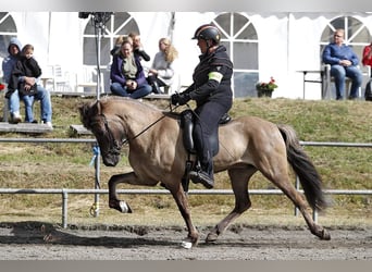 Caballos islandeses, Yegua, 11 años, 142 cm, Bayo