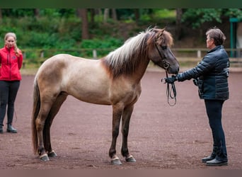 Caballos islandeses, Yegua, 11 años, 142 cm, Bayo