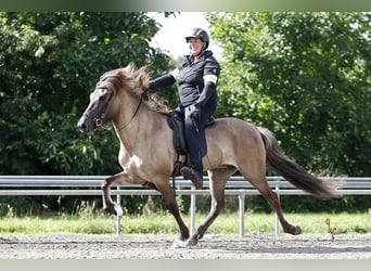 Caballos islandeses, Yegua, 11 años, 142 cm, Bayo