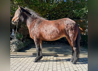 Caballos islandeses, Yegua, 11 años, 142 cm, Castaño