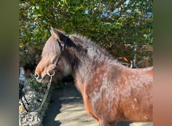 Caballos islandeses, Yegua, 11 años, 142 cm, Castaño