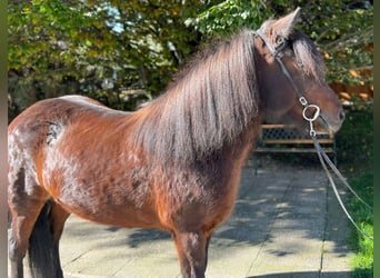 Caballos islandeses, Yegua, 11 años, 142 cm, Castaño