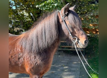 Caballos islandeses, Yegua, 11 años, 142 cm, Castaño