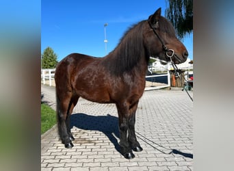 Caballos islandeses, Yegua, 11 años, 142 cm, Castaño