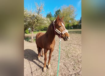 Caballos islandeses Mestizo, Yegua, 11 años, 143 cm, Alazán