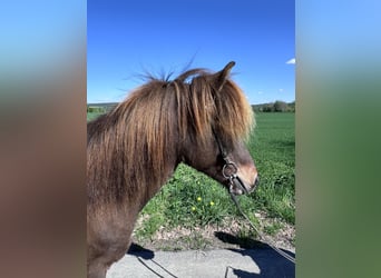 Caballos islandeses, Yegua, 11 años, 143 cm, Castaño