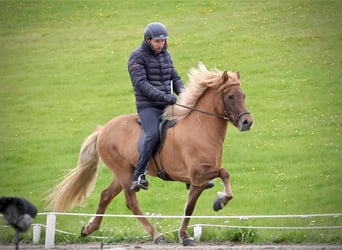 Caballos islandeses, Yegua, 11 años, 143 cm, Red Dun/Cervuno