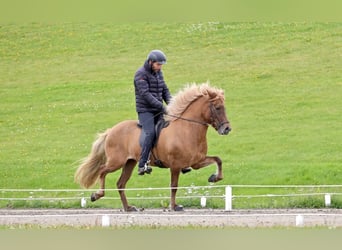 Caballos islandeses, Yegua, 11 años, 143 cm, Red Dun/Cervuno