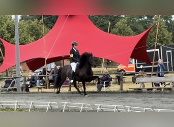 Caballos islandeses, Yegua, 11 años, 144 cm, Negro