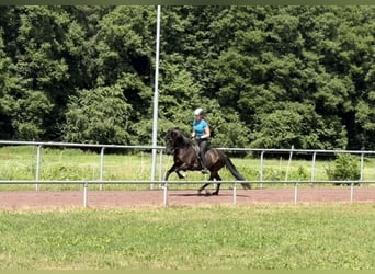Caballos islandeses, Yegua, 11 años, 144 cm, Negro