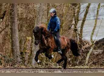 Caballos islandeses, Yegua, 11 años, 145 cm, Negro
