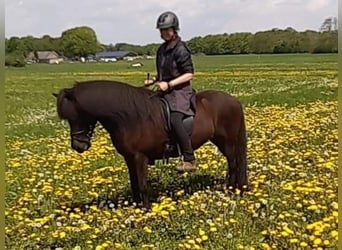 Caballos islandeses, Yegua, 11 años, 145 cm, Negro