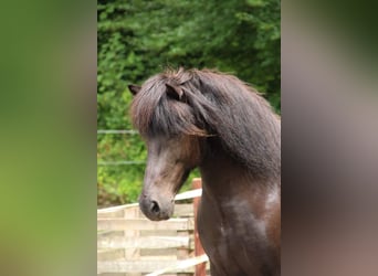 Caballos islandeses, Yegua, 11 años, 145 cm, Negro