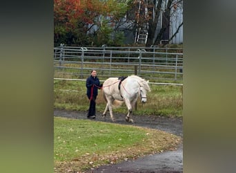Caballos islandeses, Yegua, 11 años, 146 cm, Tordo