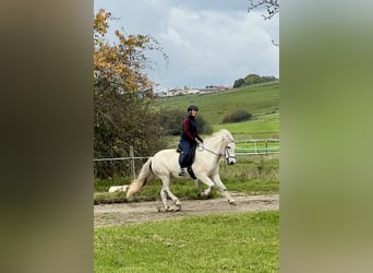 Caballos islandeses, Yegua, 11 años, 146 cm, Tordo