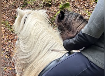 Caballos islandeses, Yegua, 11 años, 146 cm, Tordo