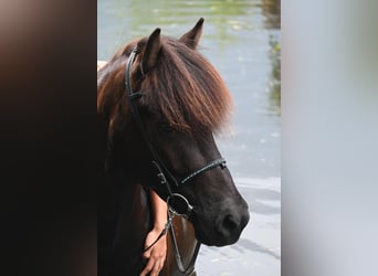 Caballos islandeses, Yegua, 11 años, 148 cm, Morcillo