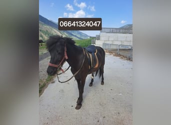 Caballos islandeses, Yegua, 11 años