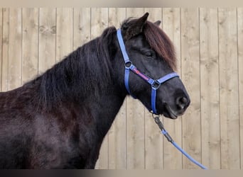 Caballos islandeses, Yegua, 11 años, Negro