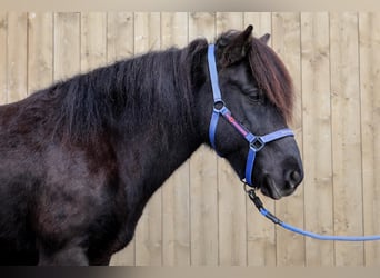 Caballos islandeses, Yegua, 11 años, Negro